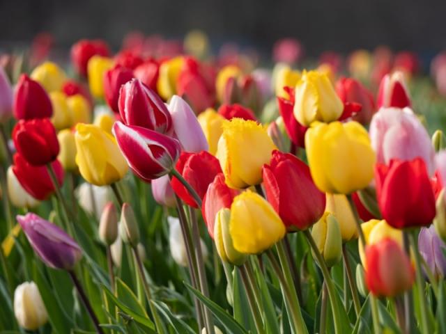 La signification de la tulipe et ses bienfaits  