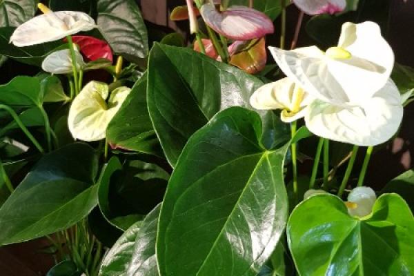 les Anthuriums  en rouge le plus fréquent mais aussi en blanc, rose, mauve, brun