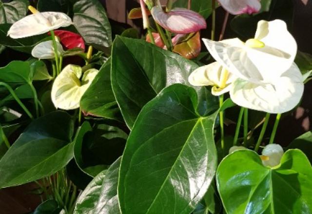 les Anthuriums  en rouge le plus fréquent mais aussi en blanc, rose, mauve, brun