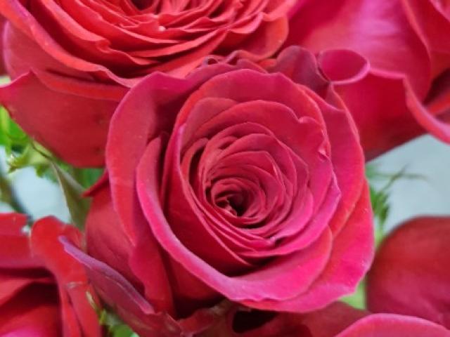 Bouquet de roses rouge 7 roses  et son feuillage pour rappeler son amour