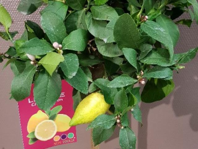 Citronier