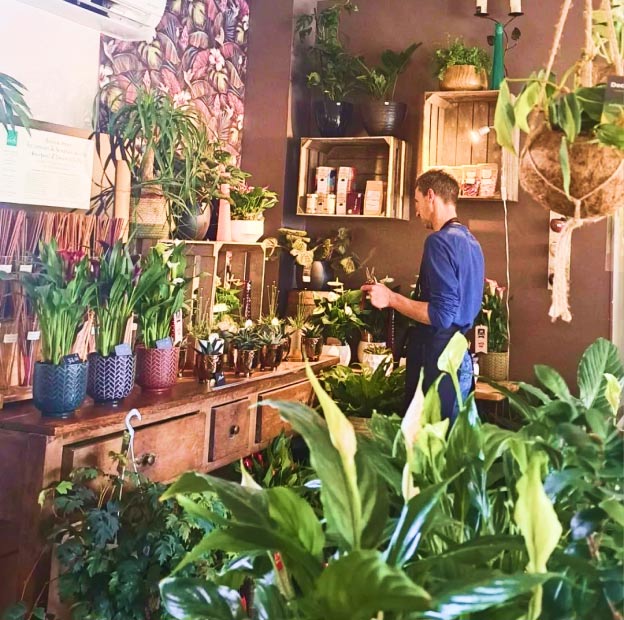 plante grasse intérieur